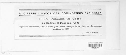 Pestalotia hartigii image